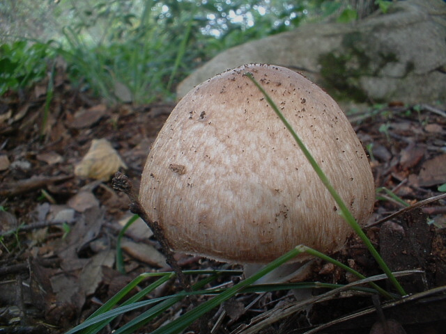 Agaricus silvaticus